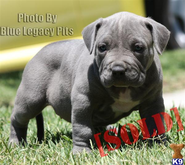 CHERISH...SOLD....SOLD...WWW.BLUELEGACYPITS.COM